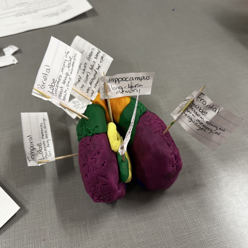BedCoSchools's tweet photo. Students in Mrs. Wendy Williams' Fundamentals of Education classes at #CascadeHighSchool created play dough models of the #brain - labeling lobes & functions as a culminating experience for their unit on the brain! #Creative #Engaging #LearningToTeach #GrowingOurOwn https://t.co/kj7GU1dJ2M