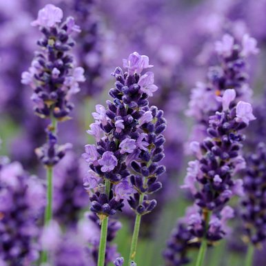 ManeskinFlowers's tweet photo. 📨: anon
╰▸💌: @monoskiin
✎: u are gay. have a good day MWAH
⚘ : lavender https://t.co/qAwFDtIHCQ