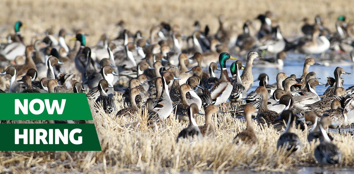 ducanada's tweet photo. We are looking for a Conservation Land Negotiator to work with landowners and producers in delivering our habitat programs at the farm gate.
Deadline: April 8
Location: Camrose, AB
Learn more: https://t.co/ZH915FwonY
#Albertajobs #conservation #habitatprograms #farms https://t.co/iyuqXL5Rwh
