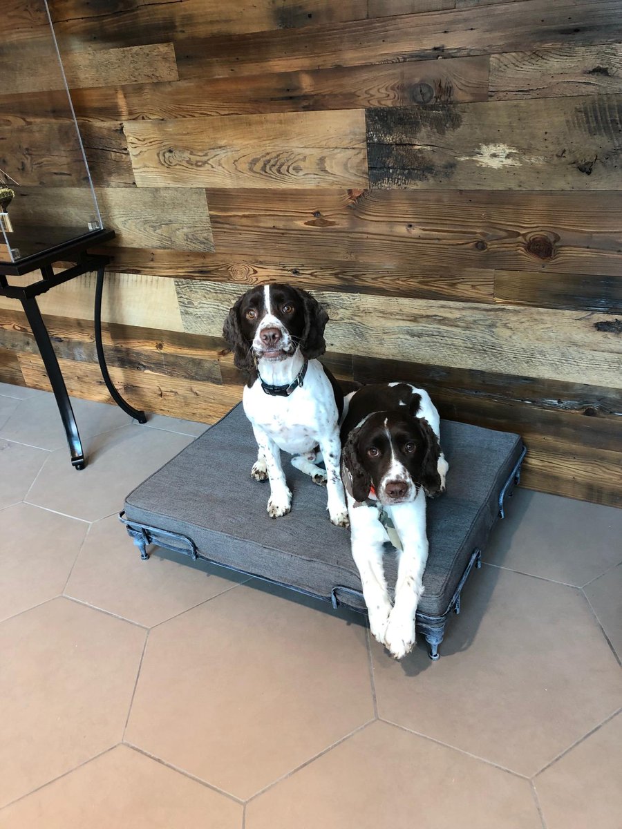 fsi_co's tweet photo. Happy #NationalPuppyDay from our resident pups, Major and Blue! https://t.co/ToaJyqA8gu