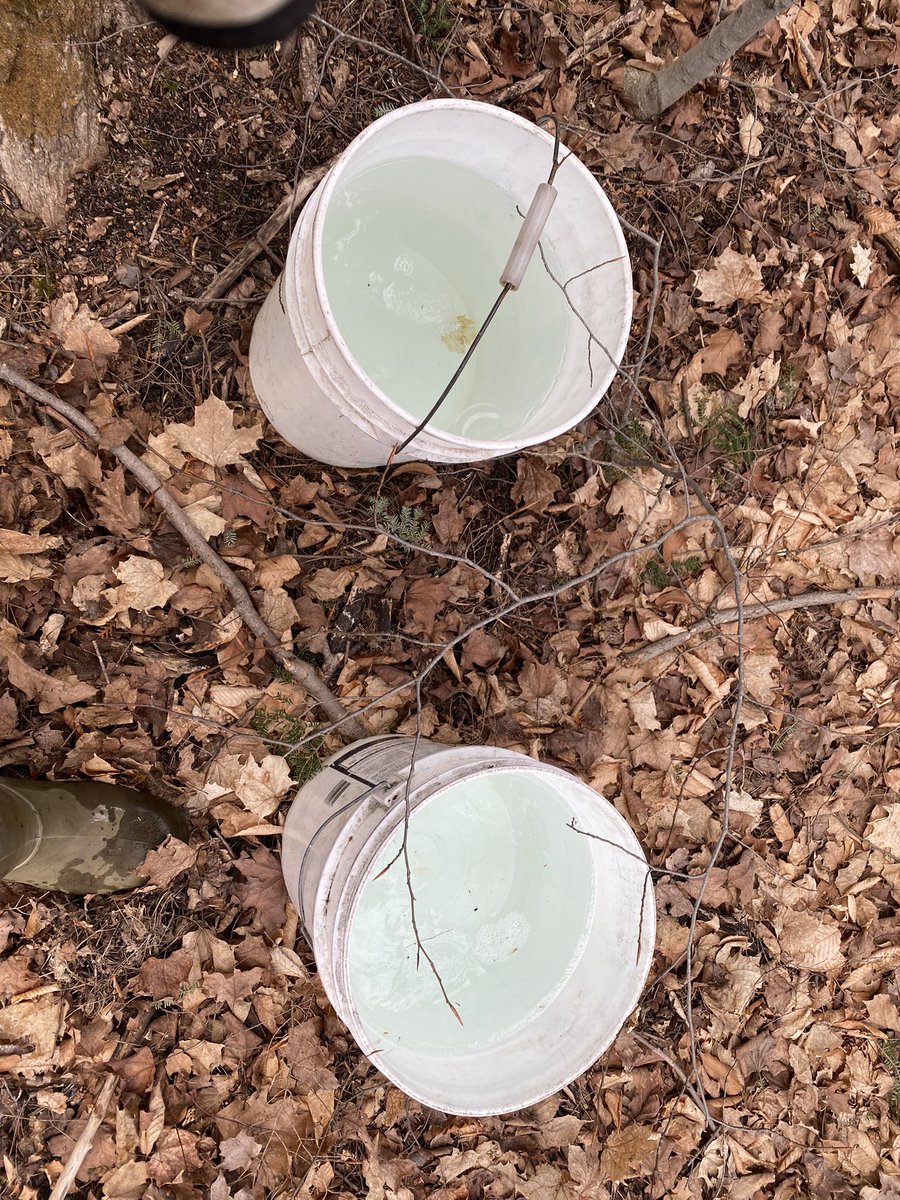 Syrup season started off slow last week but we are running now!!! Almost 60 gal in last 2 days!! Boiling this weekend!! #rookies #hobbyoperation #maplesyrup #kawarthalakes #pancakesforall