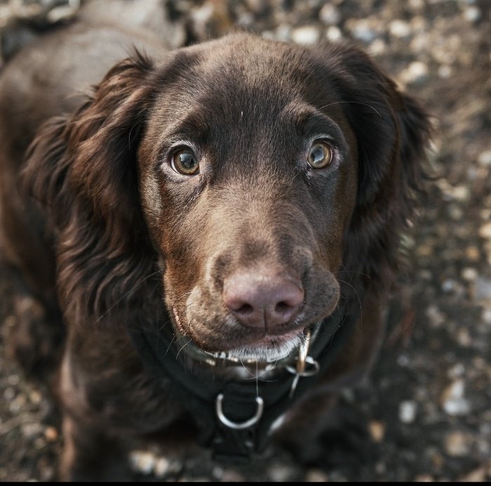 Freddie The Sprocker tweet media