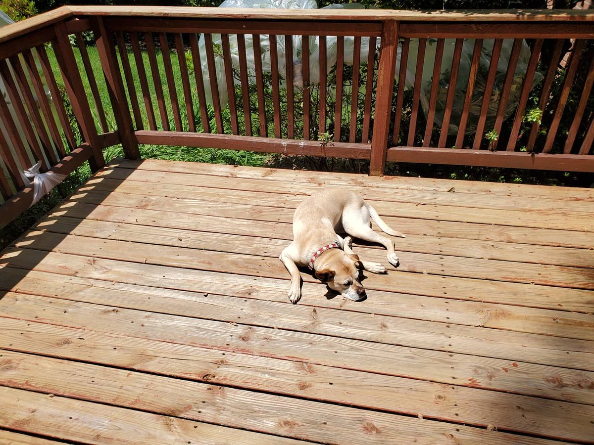 HalfBoxer's tweet photo. @dog_rates Most disrespectful. 
Here's a pic of my deck. No disrespect intended. #deckpic https://t.co/aoCcNE0tYD