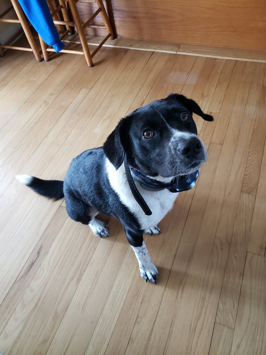 CoachMerc22's tweet photo. Happy National Pup Day! https://t.co/TOG2uSz8TI