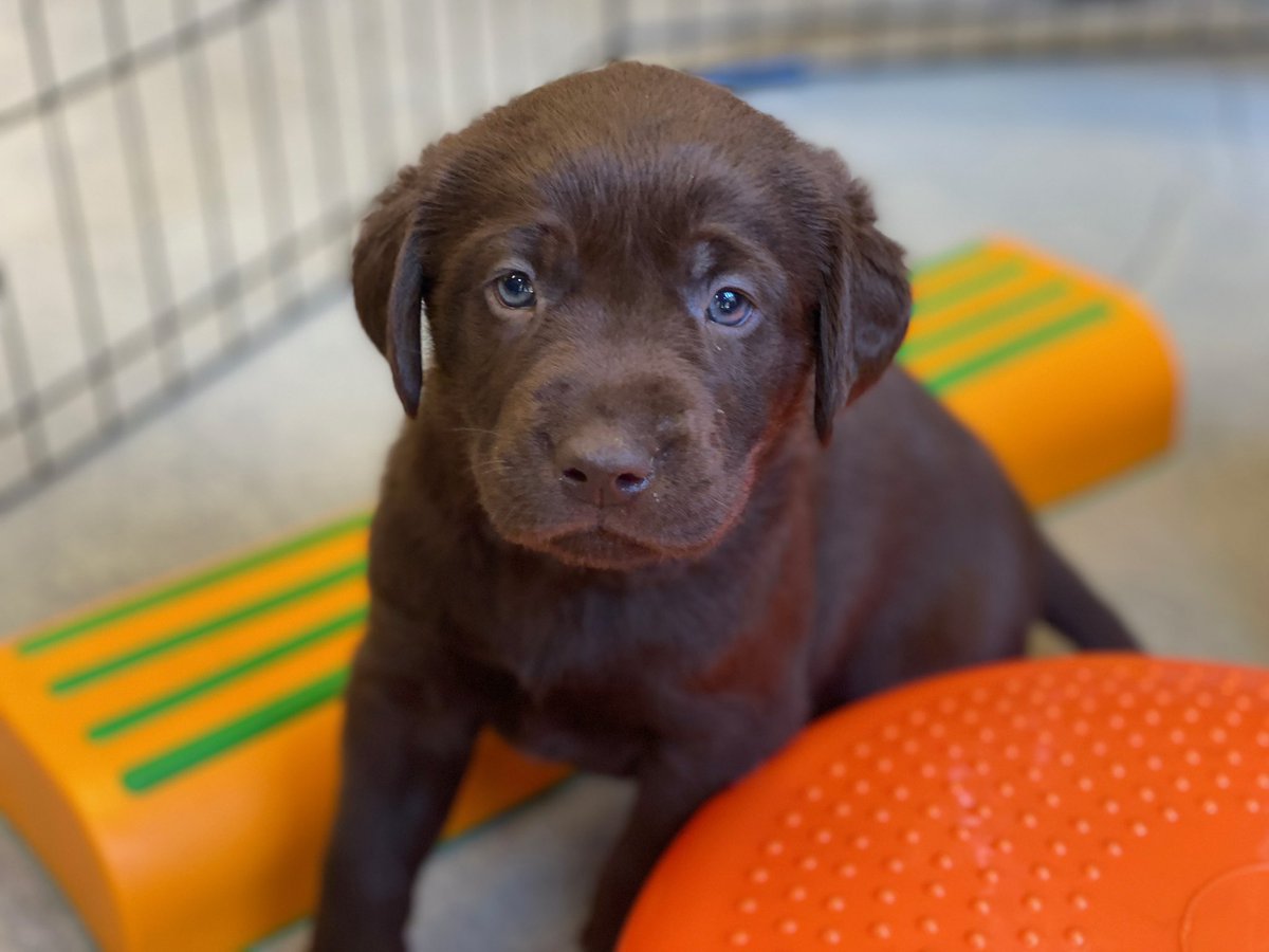 CapsPup's tweet photo. #nationalpuppyday obviously calls for a throwback pic of lil meeeee https://t.co/BlBegQaSyP