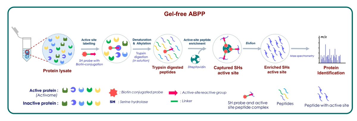 bioprotocolbyte's tweet photo. NEW: Activity-based Protein Profiling of Serine Hydrolase Superfamily Enzymes
https://t.co/b1YviINeFA

By @achintya_dolui et al.
#Oryza #plantsci #protocol @PlantPhys https://t.co/MehE5aDamP