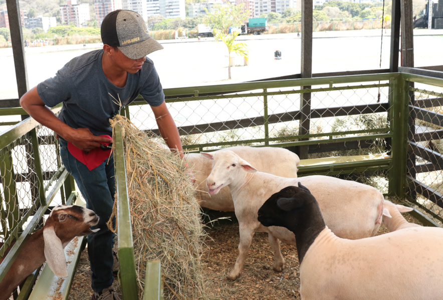 PresidencialVen's tweet photo. #EnVivo 📹 | Impulsar la producción nacional del Alimento Balanceado para Animales (ABA), orientó el mandatario nacional @NicolasMaduro 

“Eso tiene que ser un plan nacional, forma parte de los nueve vértices de la Gran Misión AgroVenezuela”, recalcó https://t.co/kPhkHzznKU