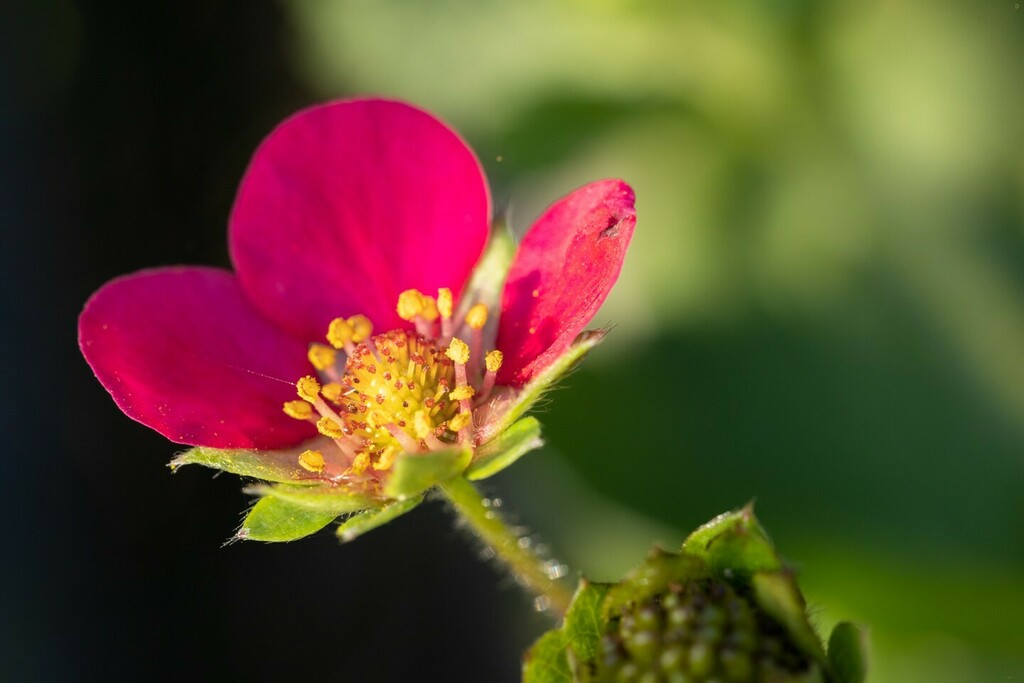 dawnstarcamera's tweet photo. There’s a number of strawberry plants in our garden but only one puts forth red flowers, all the rest are white. For some reason I was expecting strawberries to be hard to grow but it turns out as long as you set them up well they pretty much keep going … https://t.co/xDdnYiqYQT https://t.co/i38wHJV2Fj
