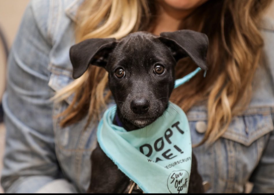 TheGATE's tweet photo. Happy #NationalPuppyDay. We met some adorable pups during TIFF 2017 when we hosted #SaveOurScruff in our interview lounge. #TheGATE20 https://t.co/NiRByKe6XF