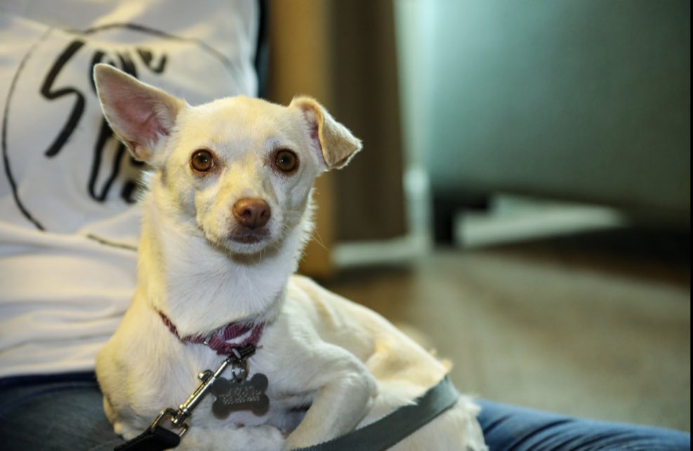 TheGATE's tweet photo. Happy #NationalPuppyDay. We met some adorable pups during TIFF 2017 when we hosted #SaveOurScruff in our interview lounge. #TheGATE20 https://t.co/NiRByKe6XF