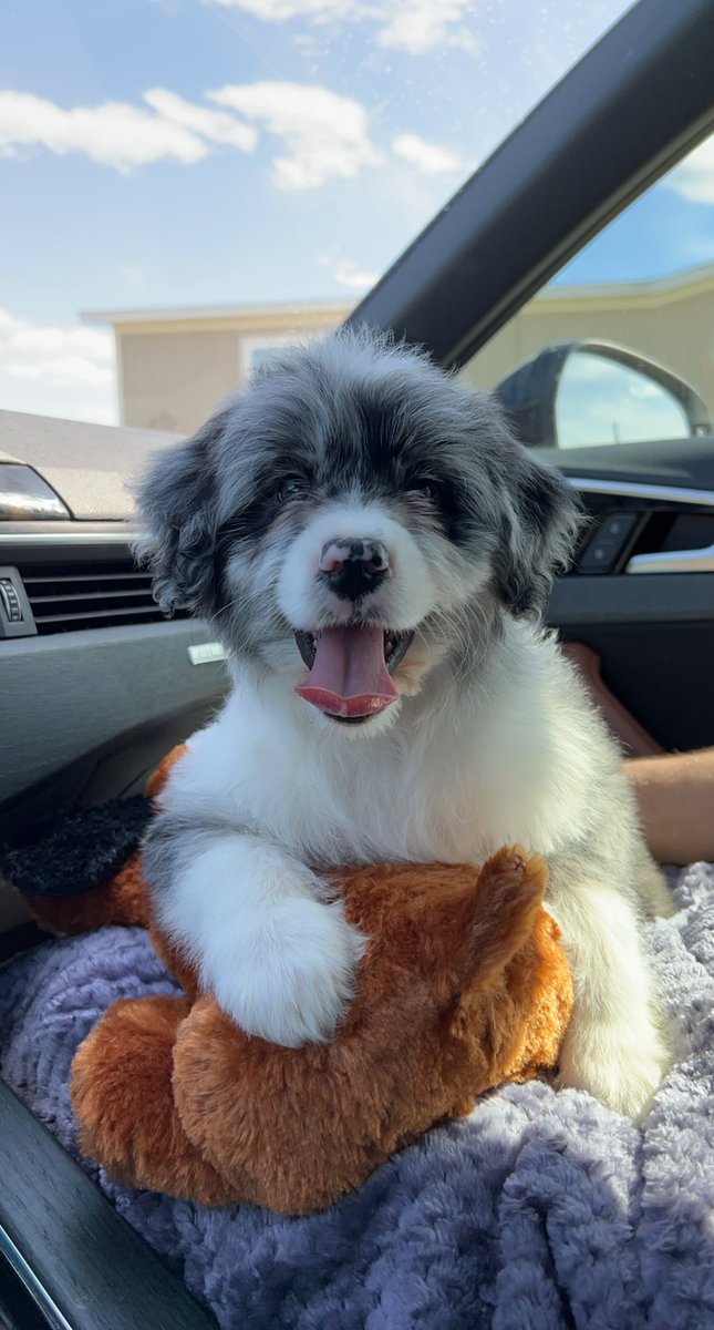 phlsphcl's tweet photo. This is Mochi. https://t.co/yNSzNKNKhR