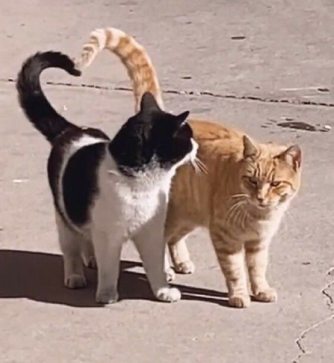 kapebeansies's tweet photo. https://t.co/DVM0Vsvk6j