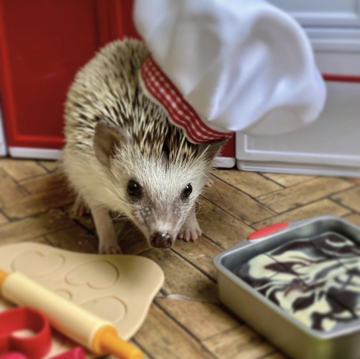 daily__hedgehog tweet picture