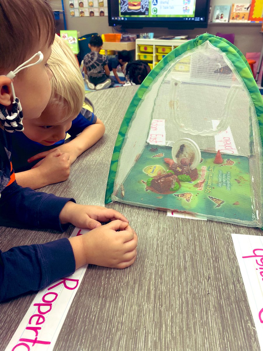 DRDickerson2's tweet photo. 🦋✨Today, we had the privilege of seeing our butterflies emerge from their chrysalises!! My PreK friends were left SPEECHLESS!!✨🦋 @EarlyGcisd #TESLeads Thanks @insectlore for creating this opportunity for kids all over the world. https://t.co/6QMpmpKYGx