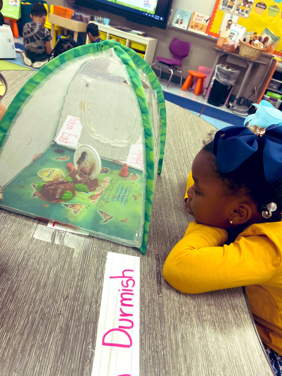 DRDickerson2's tweet photo. 🦋✨Today, we had the privilege of seeing our butterflies emerge from their chrysalises!! My PreK friends were left SPEECHLESS!!✨🦋 @EarlyGcisd #TESLeads Thanks @insectlore for creating this opportunity for kids all over the world. https://t.co/6QMpmpKYGx