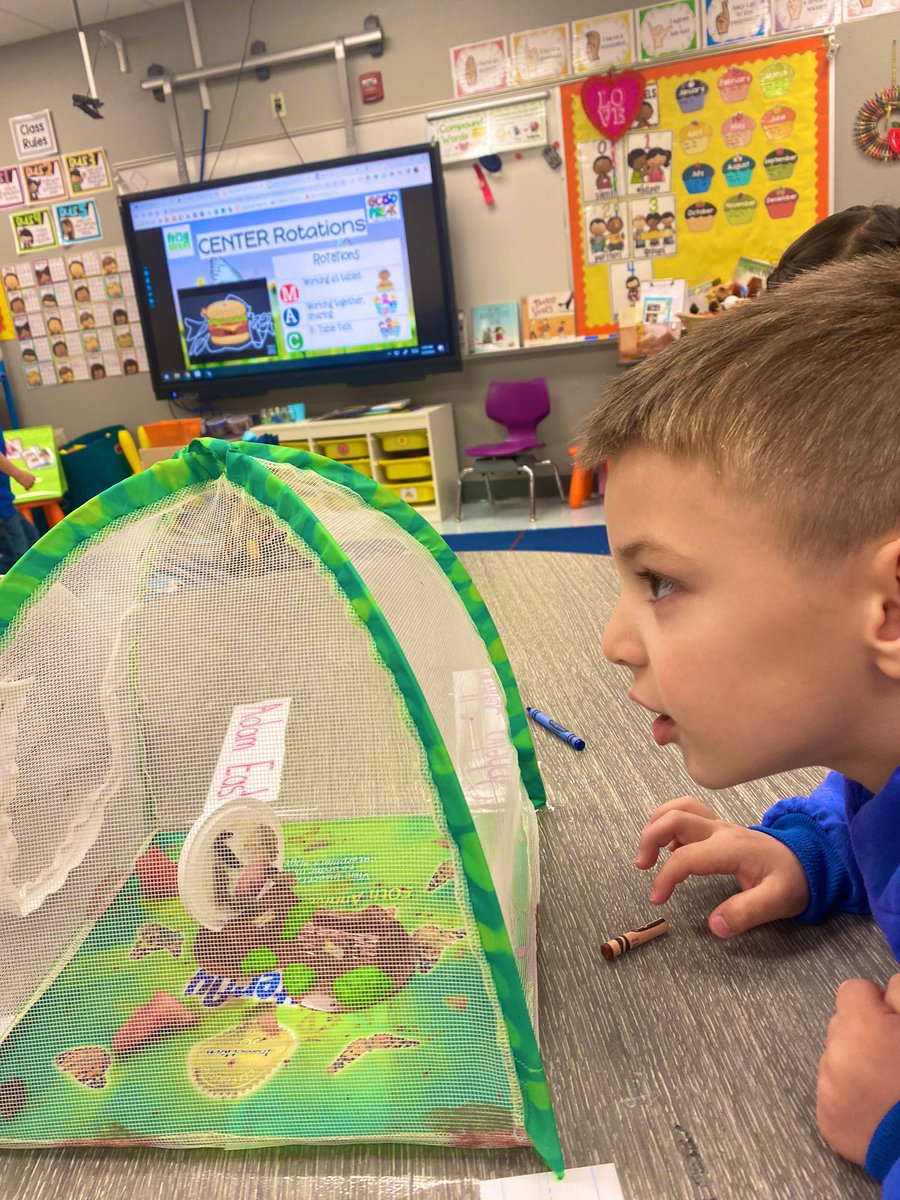 🦋✨Today, we had the privilege of seeing our butterflies emerge from their chrysalises!! My PreK friends were left SPEECHLESS!!✨🦋 <a href="/EarlyGcisd/">GCISD EARLY CHILDHOOD</a> #TESLeads Thanks <a href="/insectlore/">alex ⚡️</a> for creating this opportunity for kids all over the world.