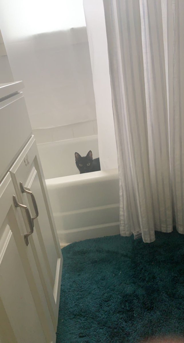 look at my cat everyone