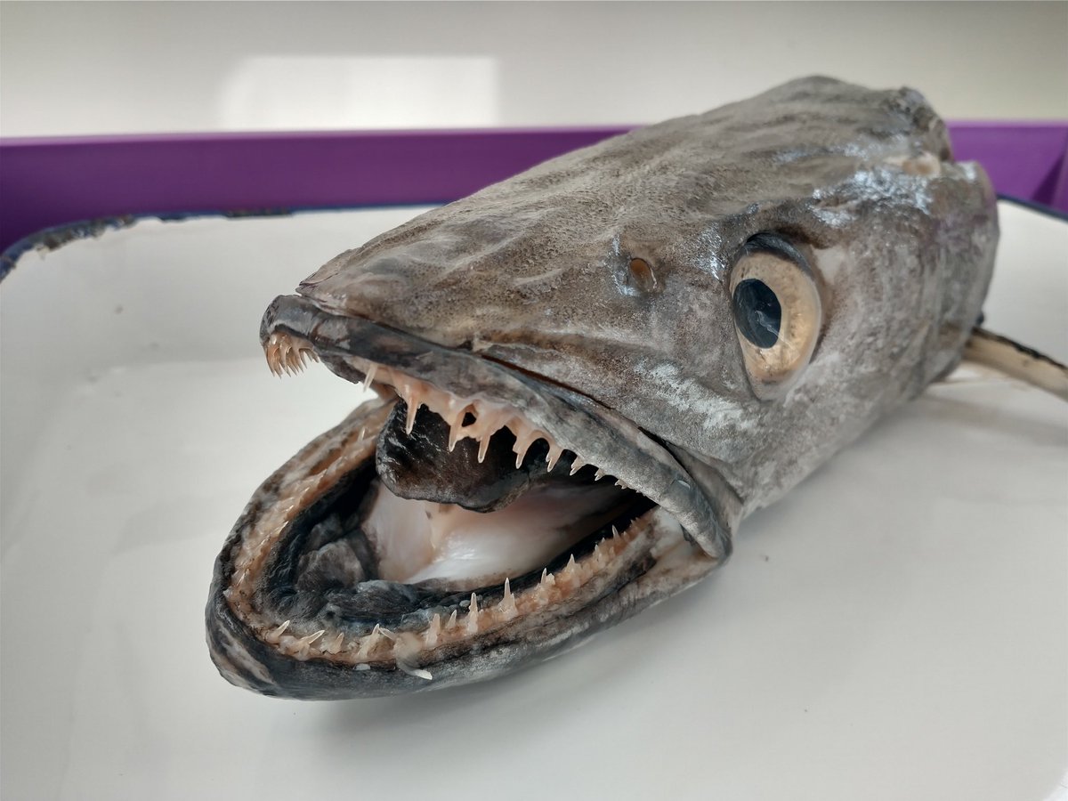 HPHighScience's tweet photo. Thanks to Pershore Seafoods in Stroud for this superb Hake head for dissection in Y12 Biology. https://t.co/kbmLLjfBgV https://t.co/Hkp8XEKhQs