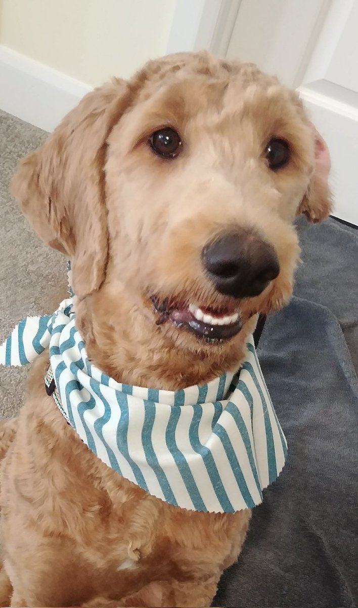 Cookie knows just how to turn a ruff day around.

#NationalPuppyDay