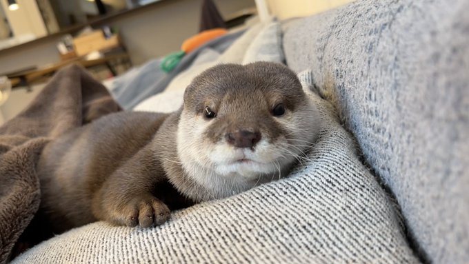 カワウソ の評価や評判 感想など みんなの反応を1週間ごとにまとめて紹介 ついラン