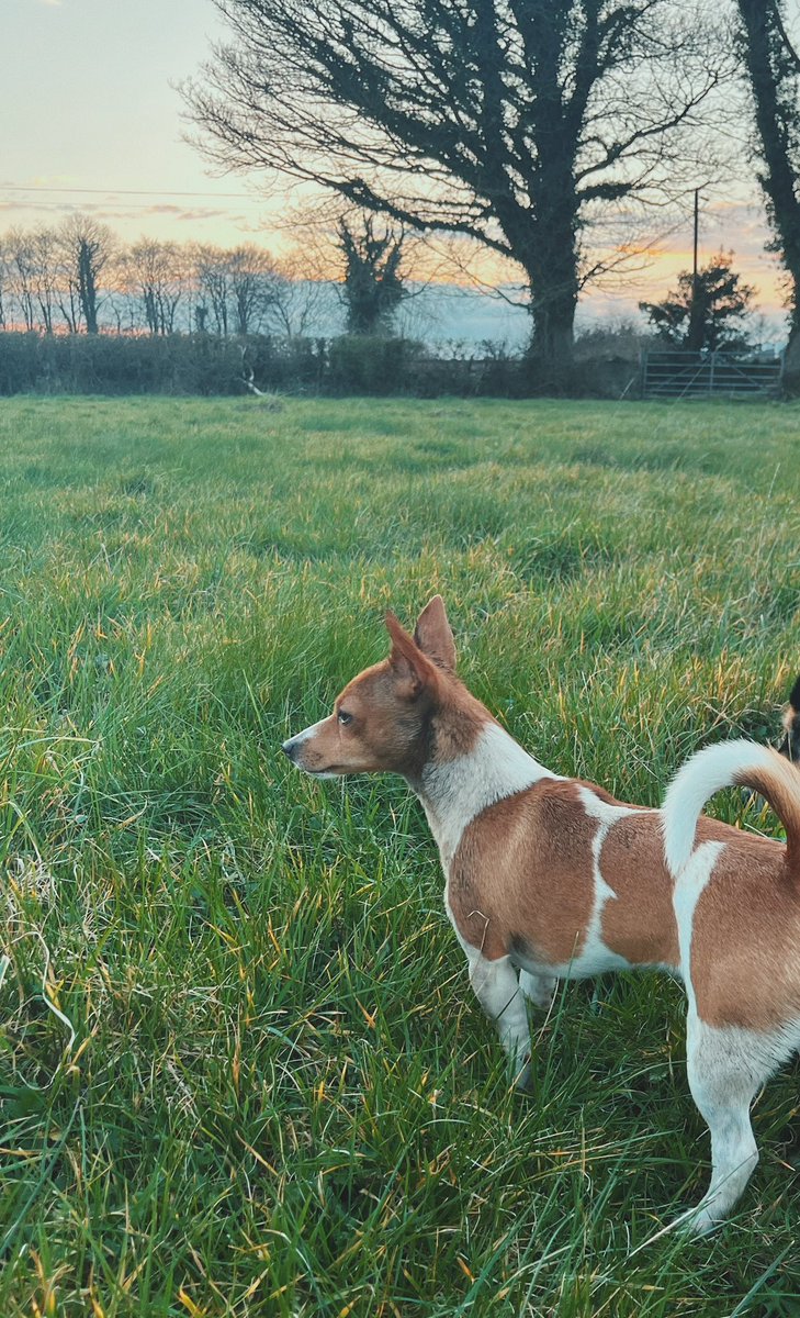 Ciara_Ahern's tweet image. Word of warning to anyone thinking of getting a dog: you’re required to wash fox dirt off them as often as not.

#MuttsofTwitter