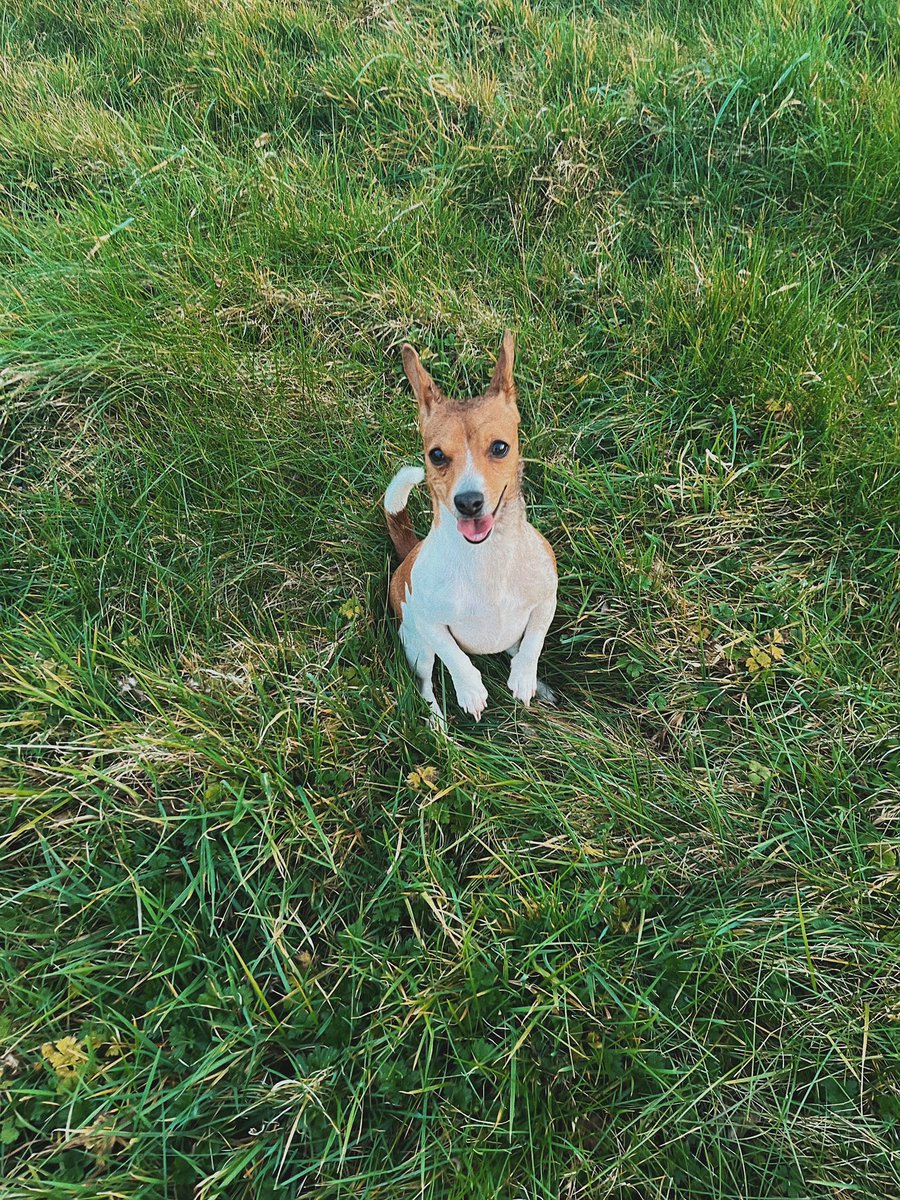 Ciara_Ahern's tweet image. Word of warning to anyone thinking of getting a dog: you’re required to wash fox dirt off them as often as not.

#MuttsofTwitter