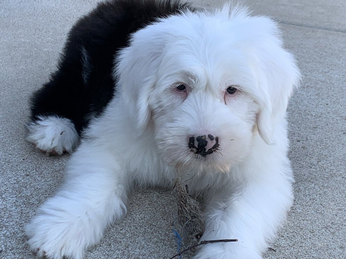 mommavoth's tweet photo. @KAKEnews Our sweet fur baby! https://t.co/xqMN9AhWFW