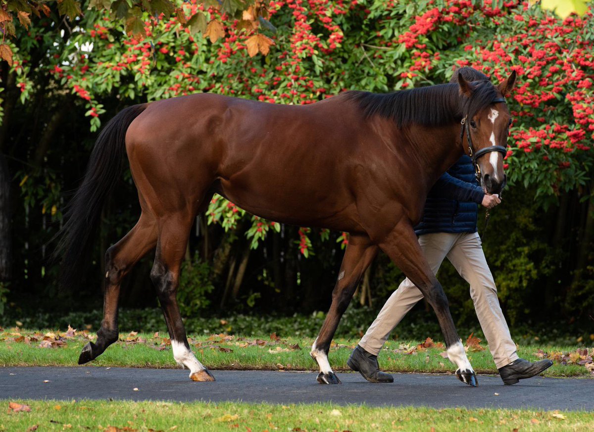 Tom Magnier Coolmore tweet media
