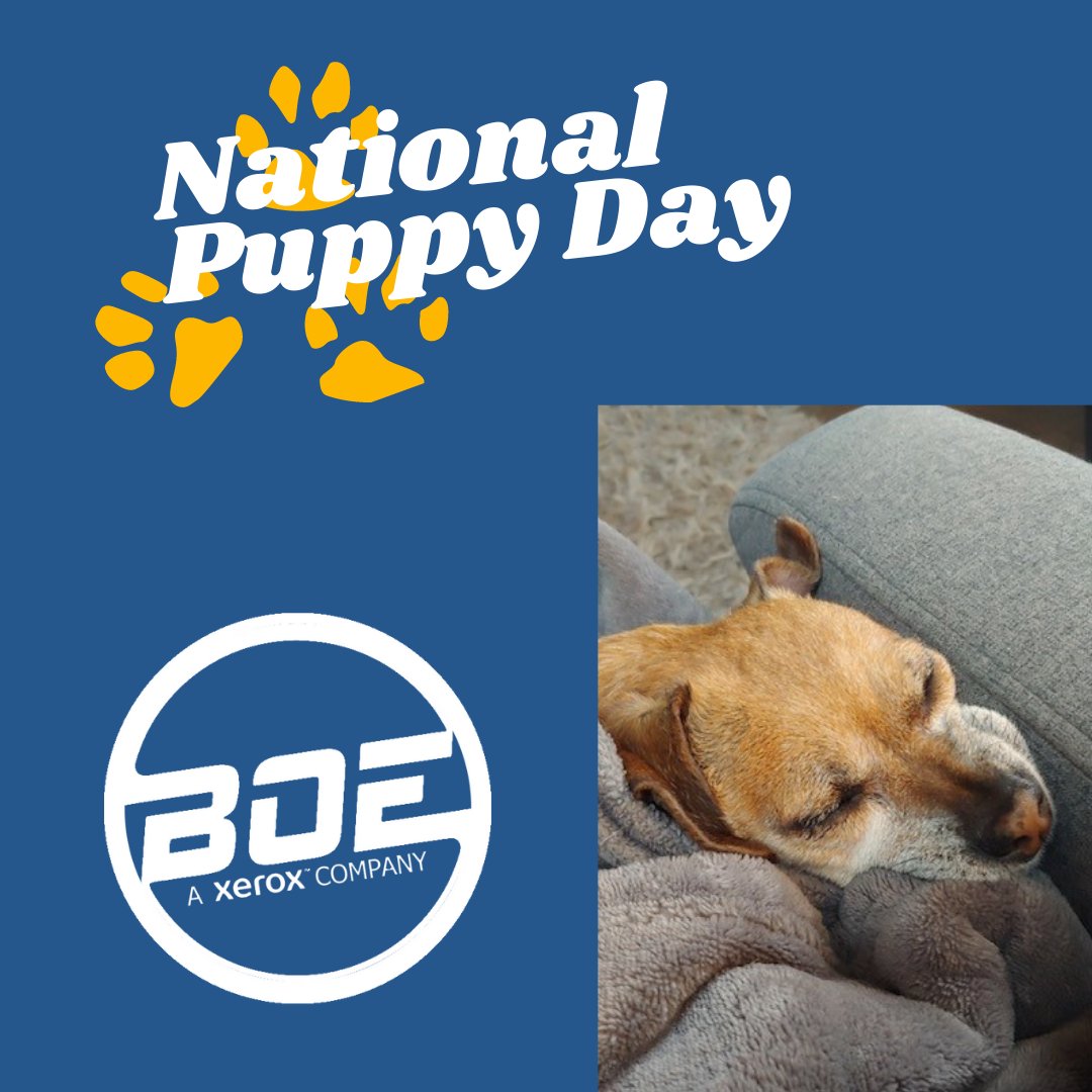 BoiseXerox's tweet photo. Charlie would love to wish you a happy National Puppy day, but she is too sleepy from the exhausting life of a pup.
#nationalpuppyday #boiseofficeequipment #boise #boiseidaho #idaho #idahome #idahome❤️ https://t.co/UhGWRKLk5d