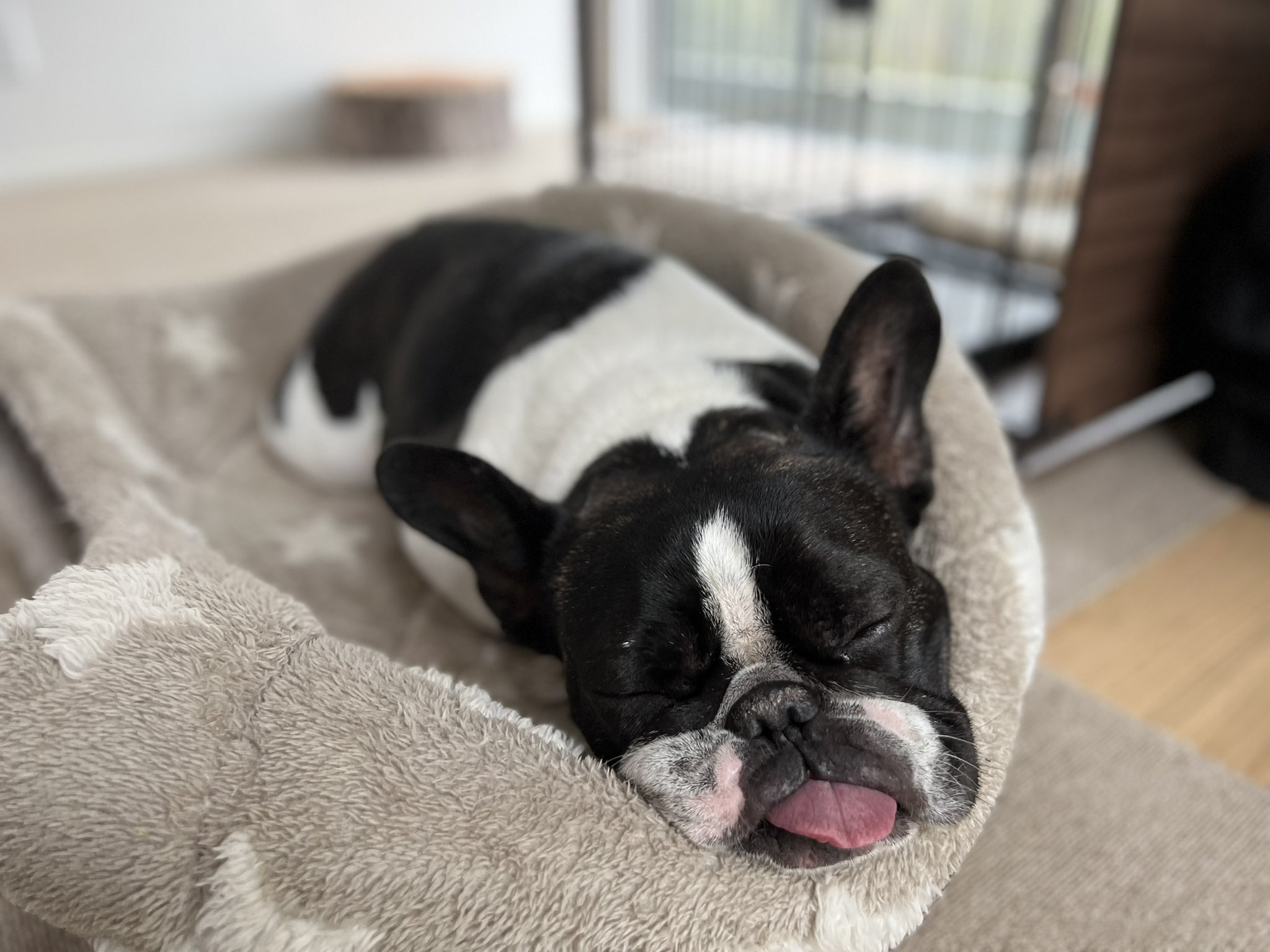 フレブル6兄弟 脱力 フレンチブルドッグ フレブル6兄弟 T Co Mzbqn3vk60 Twitter