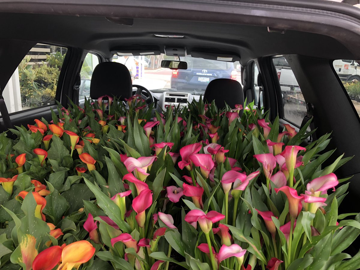 Mstongepps1's tweet photo. HD1171 Mt Pleasant SC.      $1200 Calla lily sale out the door ! https://t.co/ZZ8THOyabF