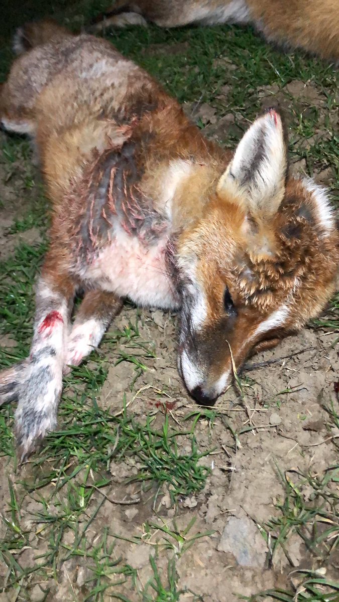 grj243's tweet image. Something a bit different this evening from the #lambing fields. Unusual to say the least! #predatorcontrol #foxcontrol #lambing2022 #NorthWales