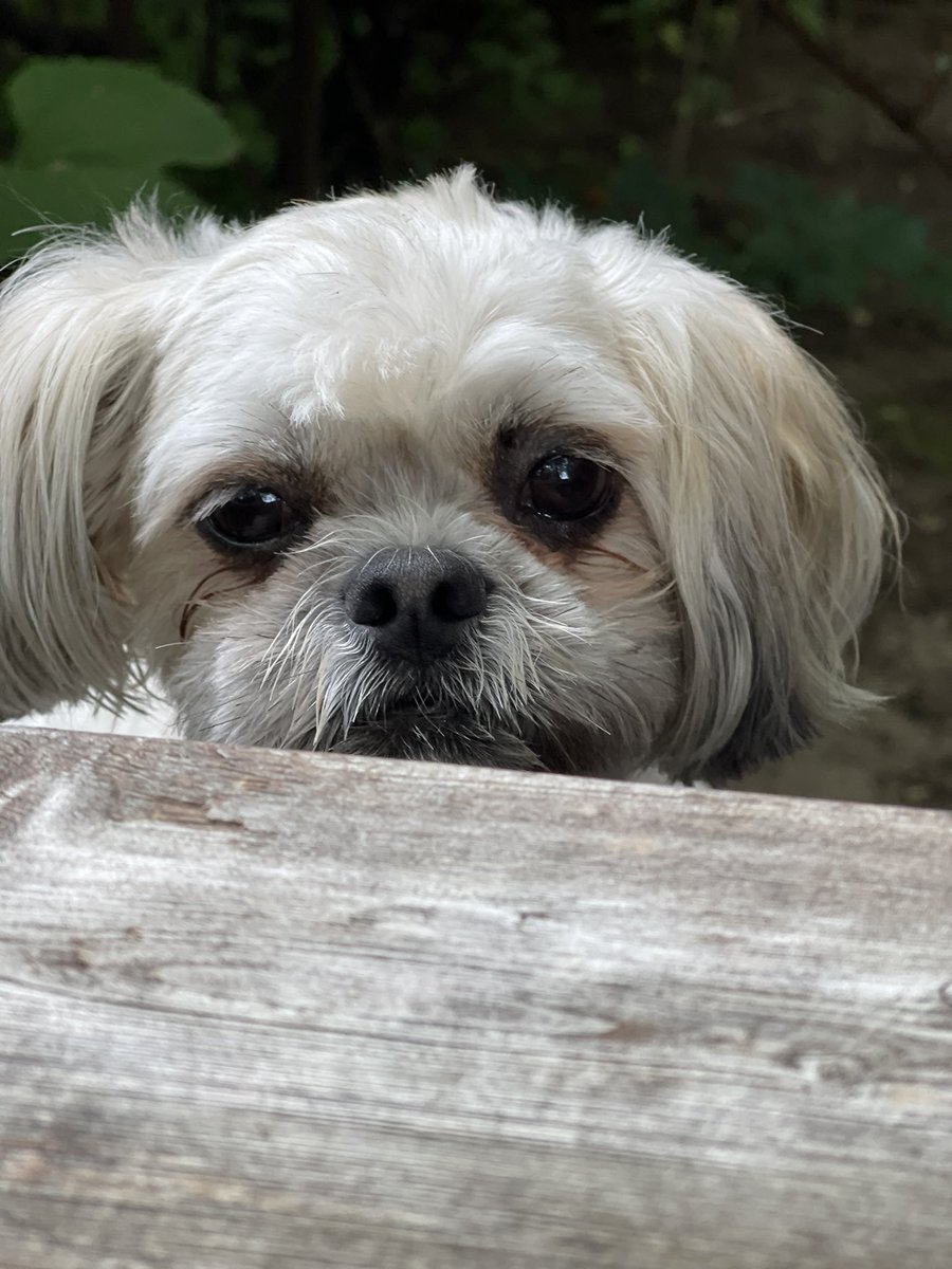 Happy #NationalPuppyDay Reese 💕