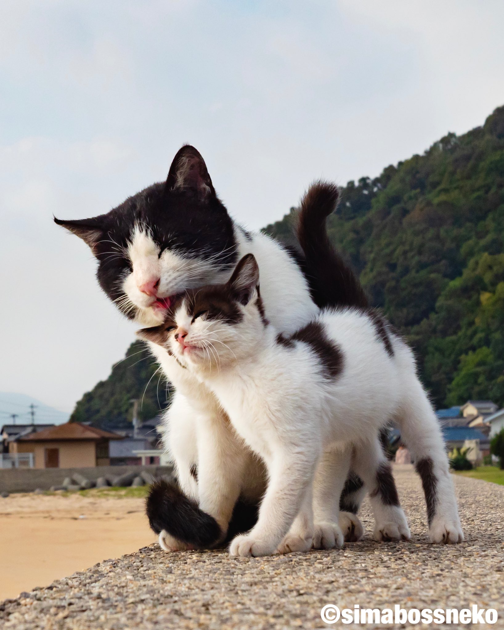 Simabossneko 仲良しいっぱい Good Friends Selection 仲良し 猫 猫写真 Cats 日本の島のごきげんな猫好評発売中 T Co Infcgid6cl T Co Vwjtbydjl1 Twitter