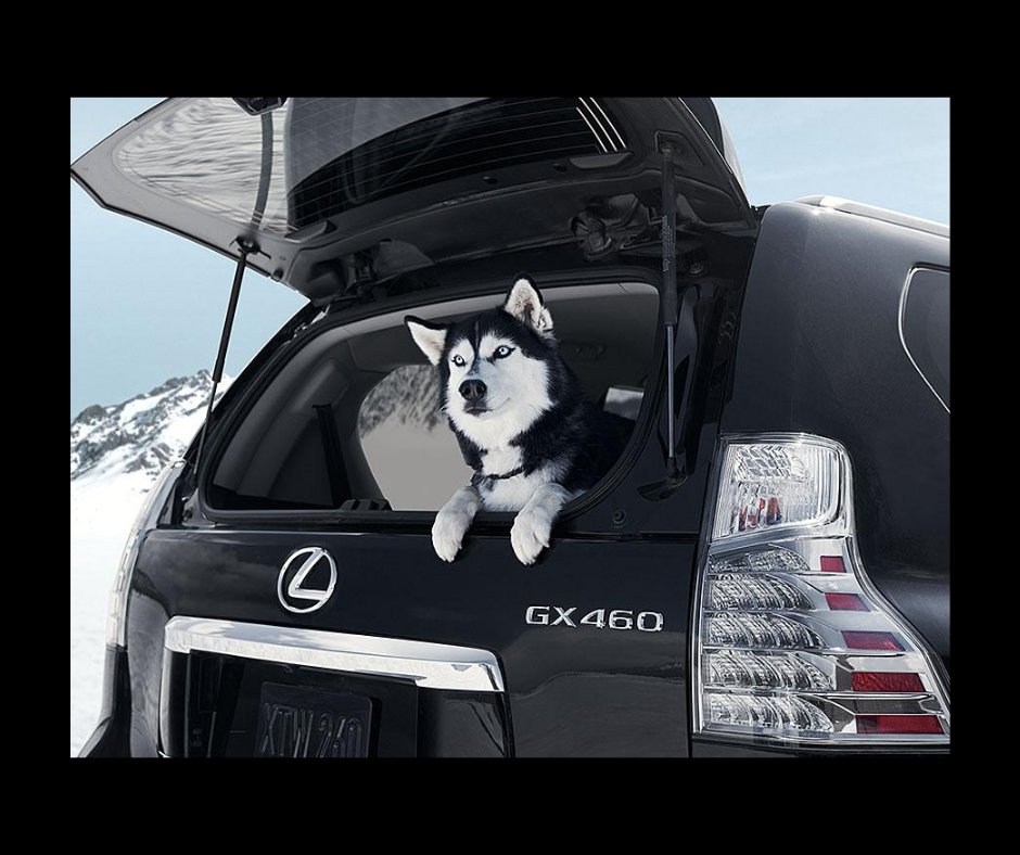 Now this good pup looks like they're ready to roll - happy National Puppy Day to all of our furry companions! #NationalPuppyDay #DogsAreFamily #dogsarelove #Lexus
