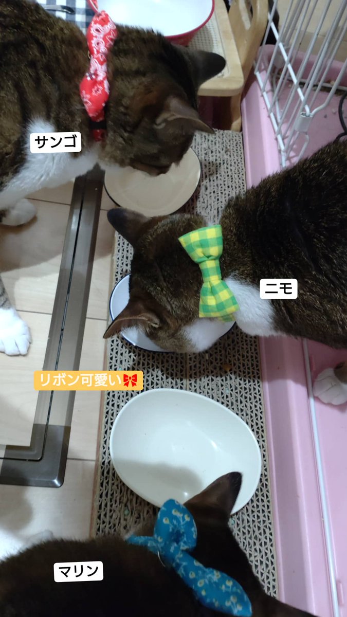 chikatulip's tweet photo. 3兄妹の首輪が可愛い🥰
#猫好きさんと繋がりたい 
#猫の居る暮らし 　#猫　#ねこ
#首輪 https://t.co/f10SAOUyYi