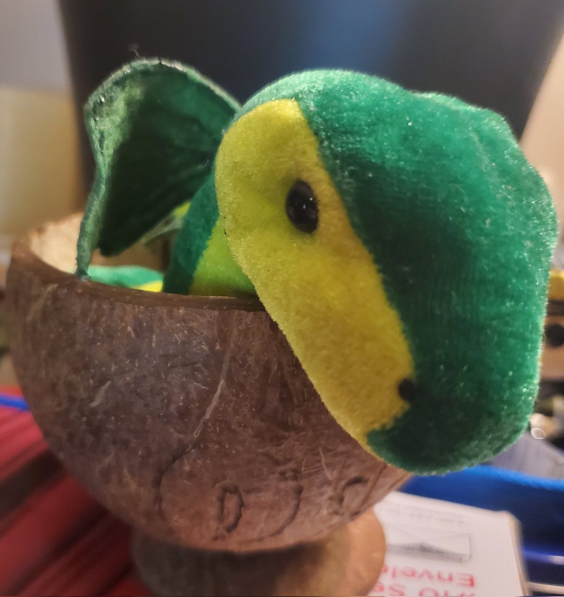 JustAFangrrrl's tweet photo. @Murfstartrek This is me. Sitting in my @ansonmount  @branan_edgens coconut.  What is real cool is that both Darah and Sharon carved their names too. https://t.co/OyxDRdD7hU