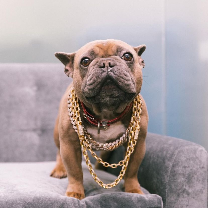 Tity Boi (2 Chainz) on X: Trappy S. Goyard What you think the 'S' stand  for? #nationalpuppyday  / X