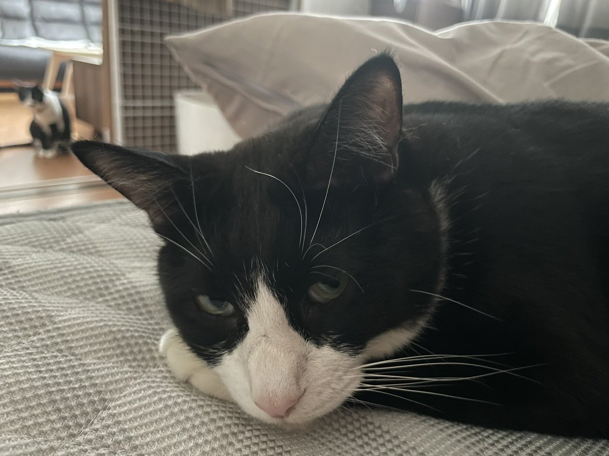 _p_t_t_i's tweet image. 朝ネコ 2022.03.24

クロネコはお接待おやすみ中💤