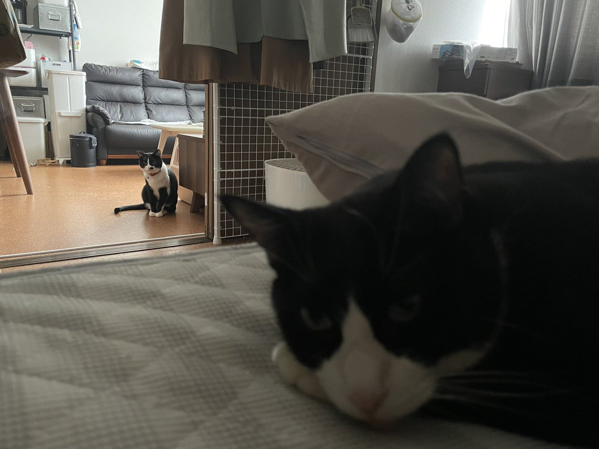 _p_t_t_i's tweet image. 朝ネコ 2022.03.24

クロネコはお接待おやすみ中💤