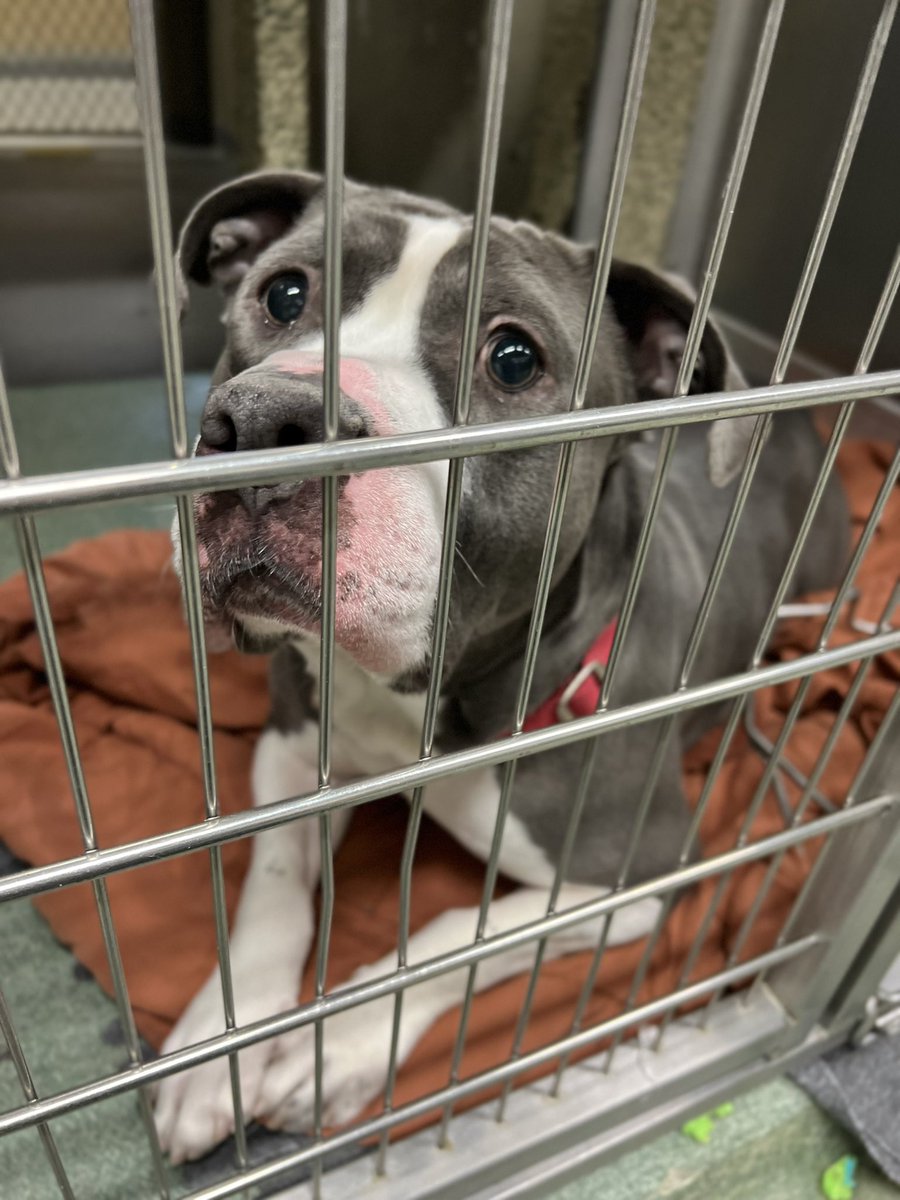 282 days in shelter. Butch was found loose on the streets &amp; was rescued by police. He is 3 ½ yrs old &amp; loves to play fetch. Housetrained &amp; walks nice on leash. Dogs are a maybe for Butch.

Town of Hempstead Animal Shelter NY. Email adoption@tohmail.org #dogsoftwitter #NewYork