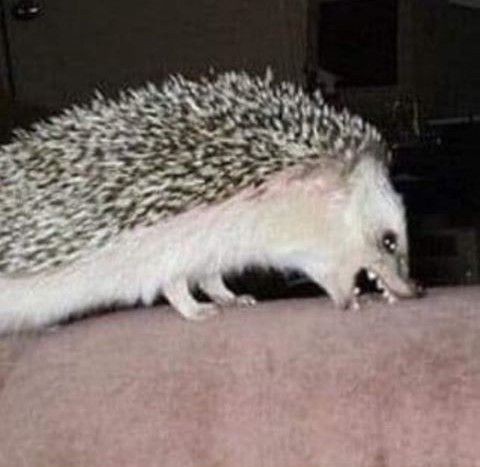 Бешеный ежик. Делает ли еж. Пустынный ушастый еж. Делает ли еж. Еж шипит.