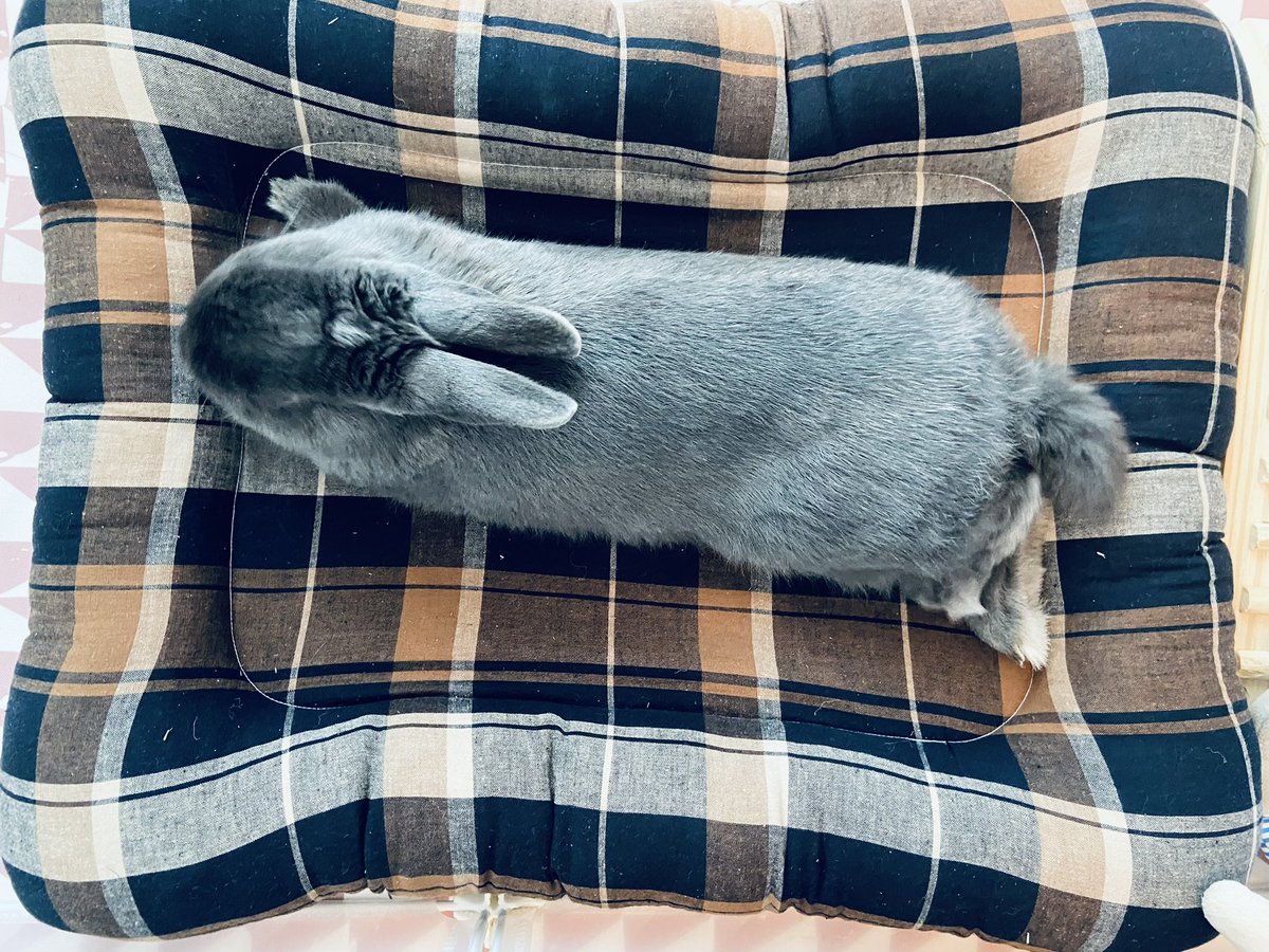 mai985's tweet photo. いつもなら新しい物に慣れるのに
時間がかかるのにぐーたらクッション
すごい！すぐにゴロンして一気にお気に入りに…買ってよかったな。

#ネザーランドドワーフ 
#うさぎのいる暮らし https://t.co/lDiijNAG9g