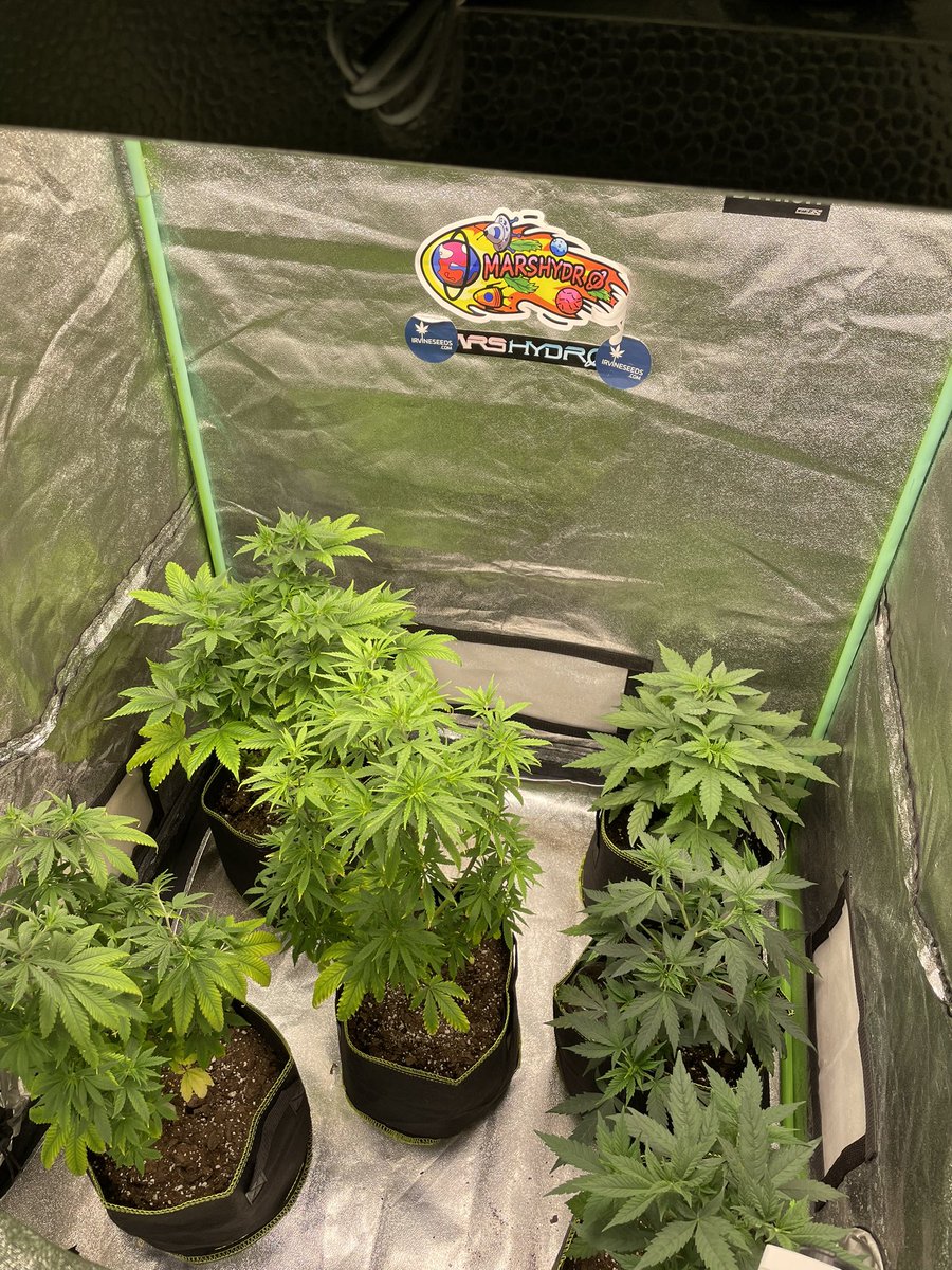 Those seeds from @irvineseedco on the right had a growth spurt!! Raised under @MarsHydroLight ts1000..
#daamnnation #marshydro #ts1000.    Amazon.com/marshydro