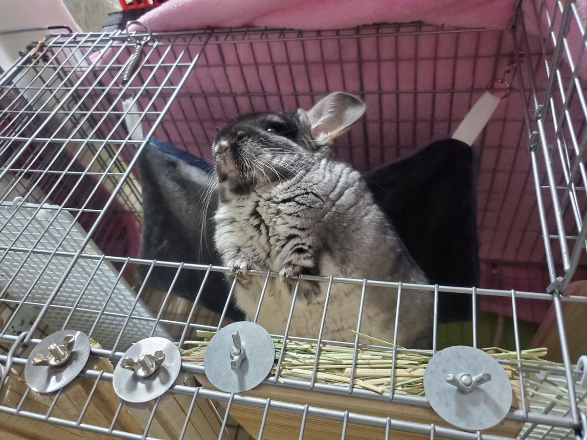harinezumin05's tweet photo. 何見てるの？？
そっちは何もないよ🤔

飼い主はケージ前でゴロゴロしてて、まりもは何処か見ながら警戒鳴き、、、 https://t.co/BAMeZBfGaZ