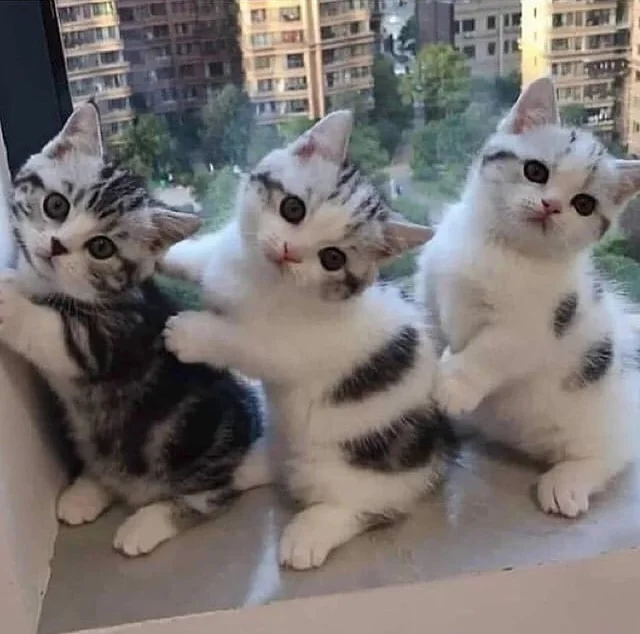 WholesomeMeme's tweet photo. Cat. Cat. Cat. https://t.co/ju15bN4Gl2