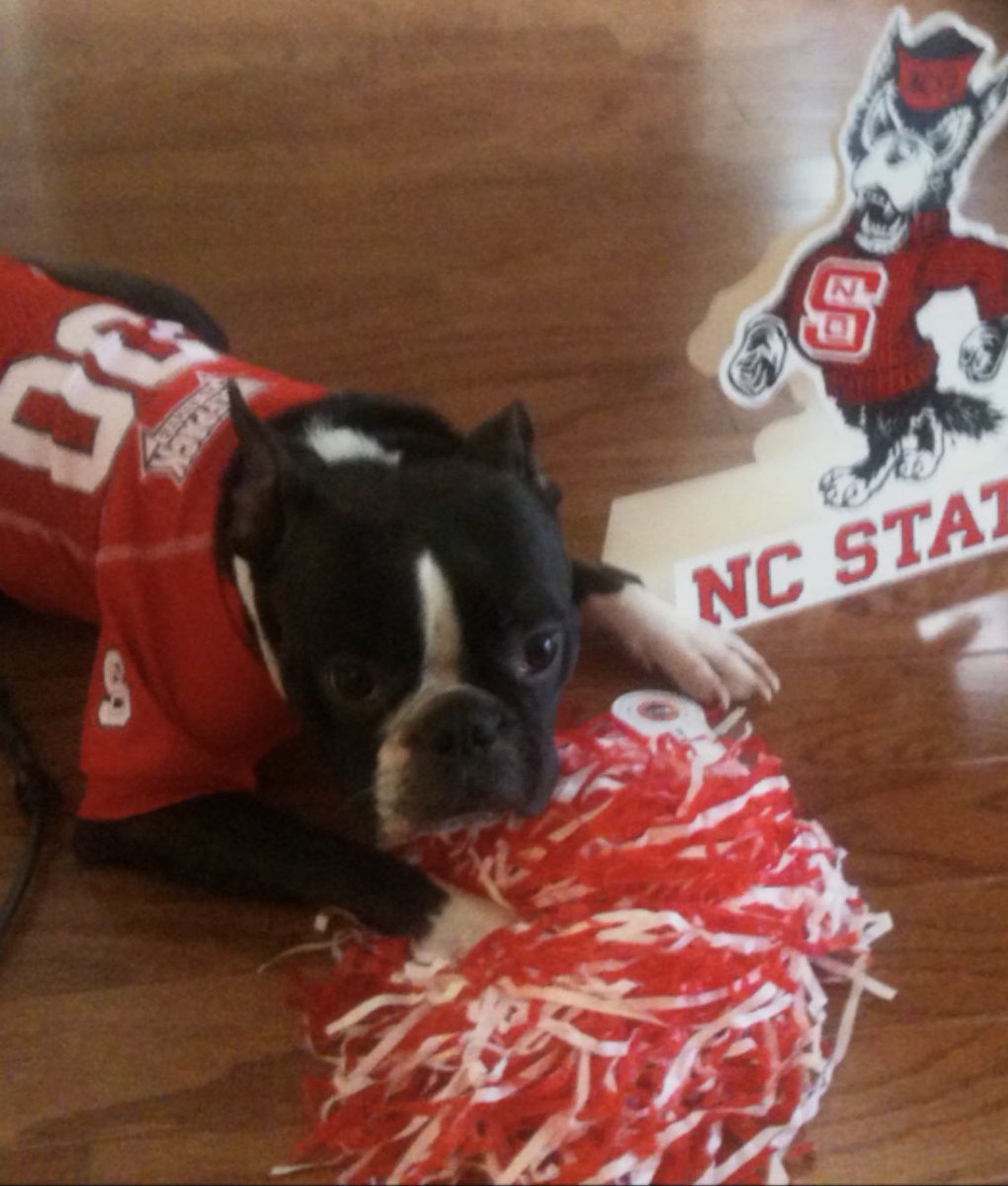 We lost this guy last August! What a trooper to let me dress him up like this!  #givingpack @ncstate