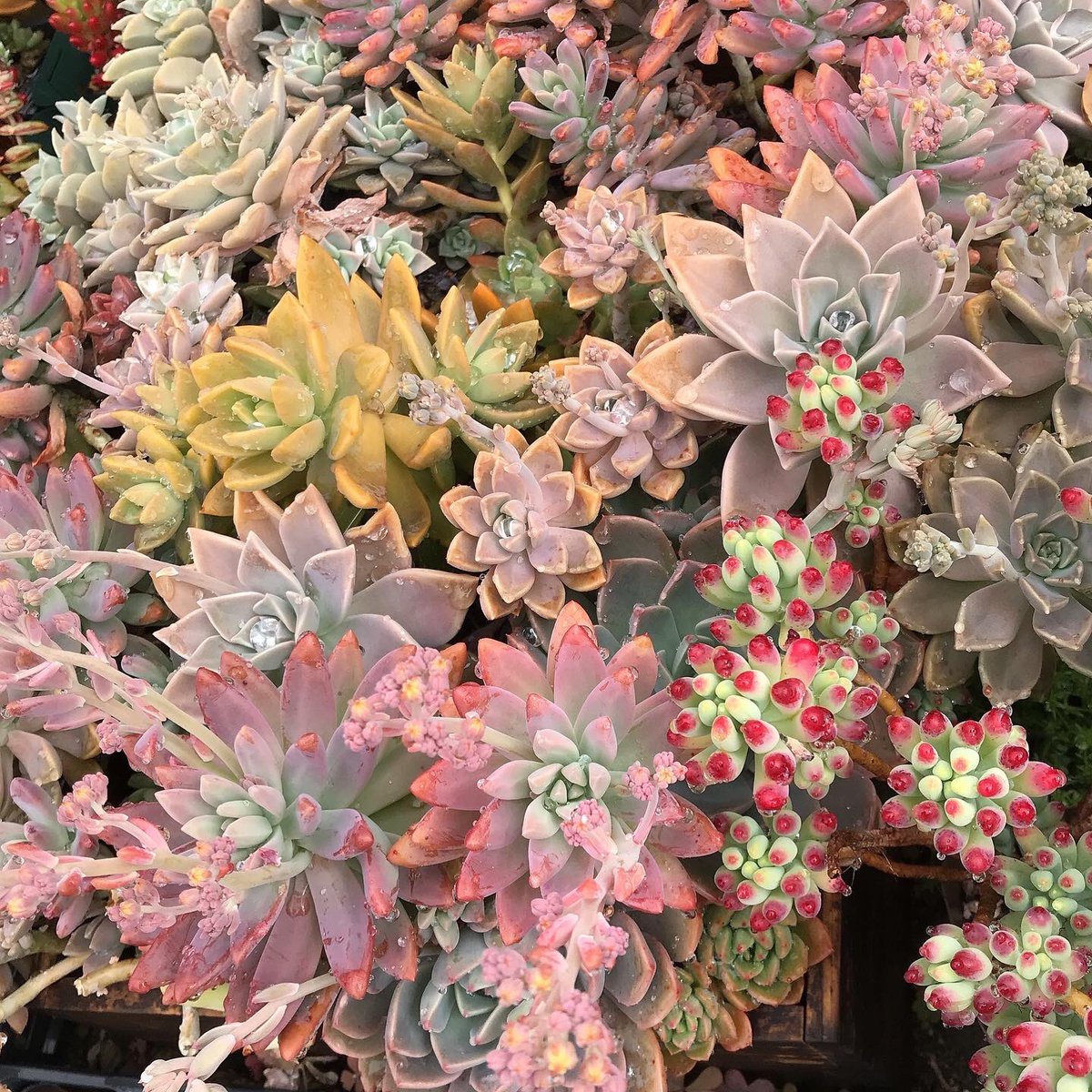 いいお天気☀️
頑張る普及種さん
可愛い💓春色です

instagram.com/p/CbR5VPErTMp/…