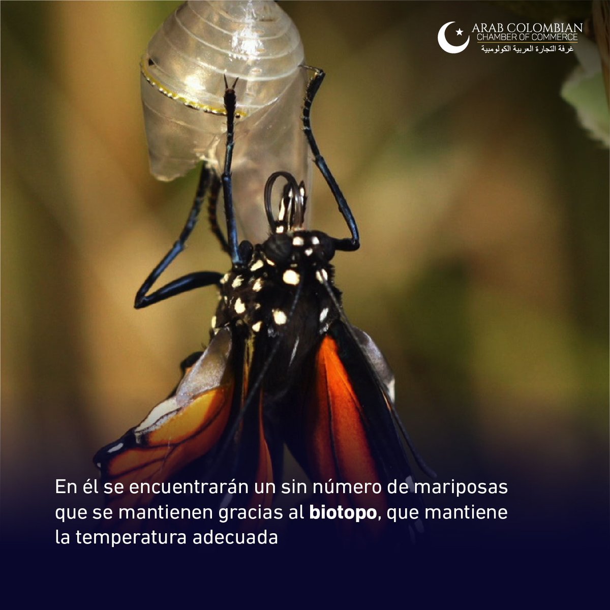 CamaraArabeCol's tweet photo. Una de las maravillas arquitectónicas que tiene la ciudad de Sharjah en los Emiratos Árabes Unidos, es el mariposario ubicado en la Isla de Noor el cual hace parte del parque transmediático, un conjunto de varios pabellones y edificios entretejidos. 
#Mariposario #EAU #Architech https://t.co/QYlwFPbiiY