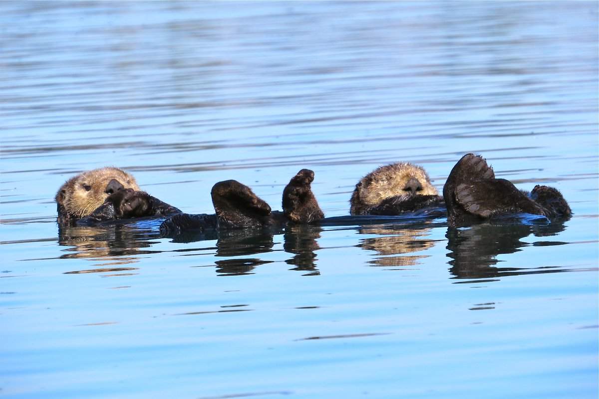 AdamDClovermist's tweet photo. On our last #Naturetrektailormade day we saw many of California’s Pacific coast specialities. Sea Otters loafed on the ocean while Black Turnstones and Pigeon Guillemots cruised the rocky coast. A fantastic end to an incredible 10-day California adventure! @naturetrektours https://t.co/II13xNNVc0